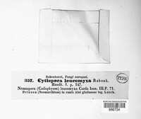 Cytospora leucomyxa image